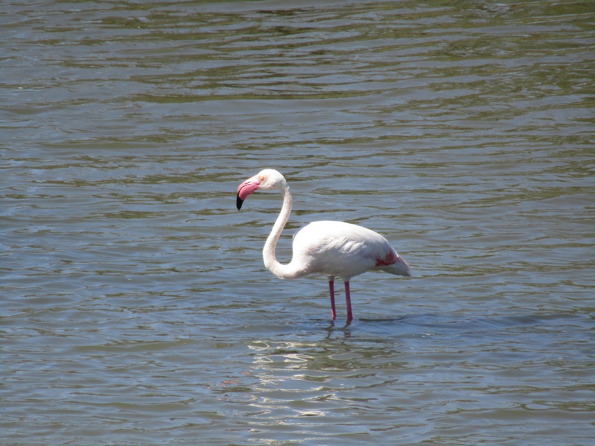 Greater Flamingo - ML620516132