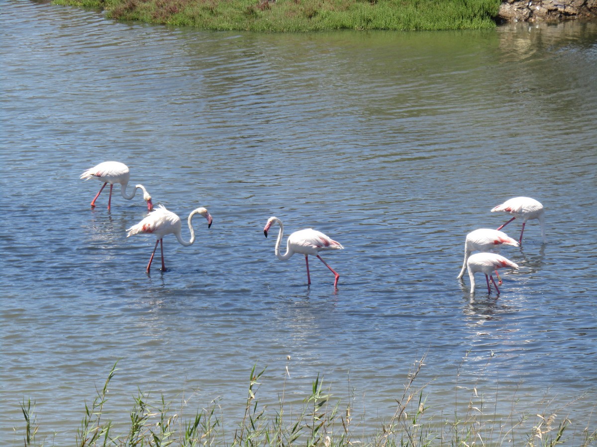 Greater Flamingo - ML620516133