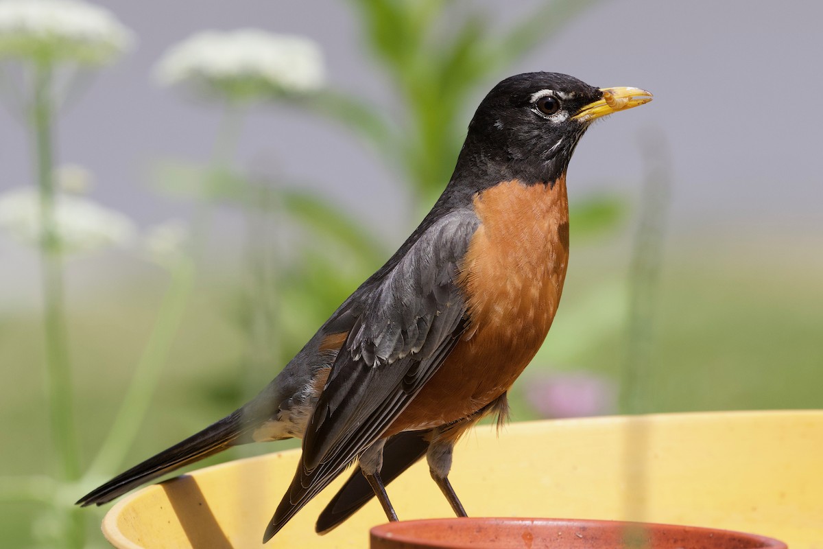 American Robin - ML620516138