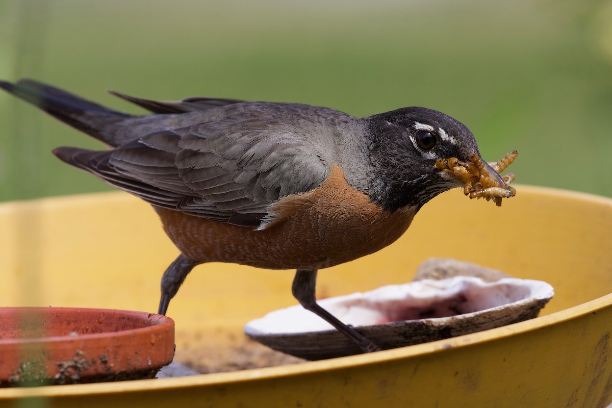 American Robin - ML620516140