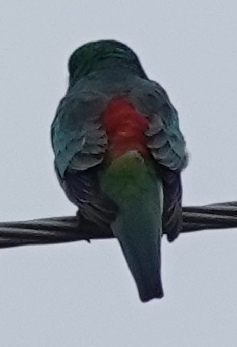 Red-rumped Parrot - ML620516141