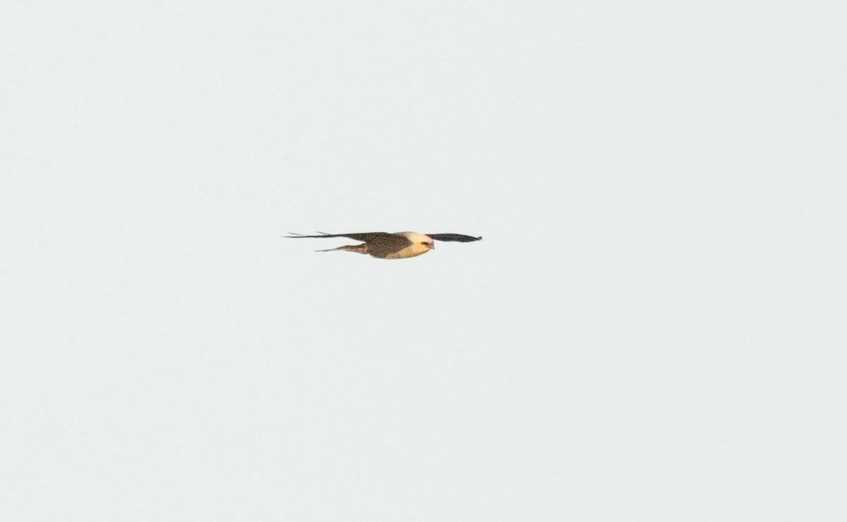 Swallow-tailed Kite - Timothy Aarons