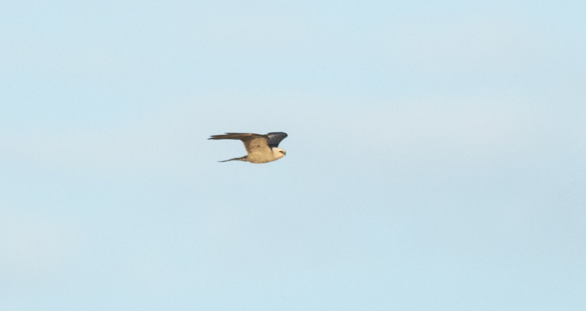 Swallow-tailed Kite - ML620516146