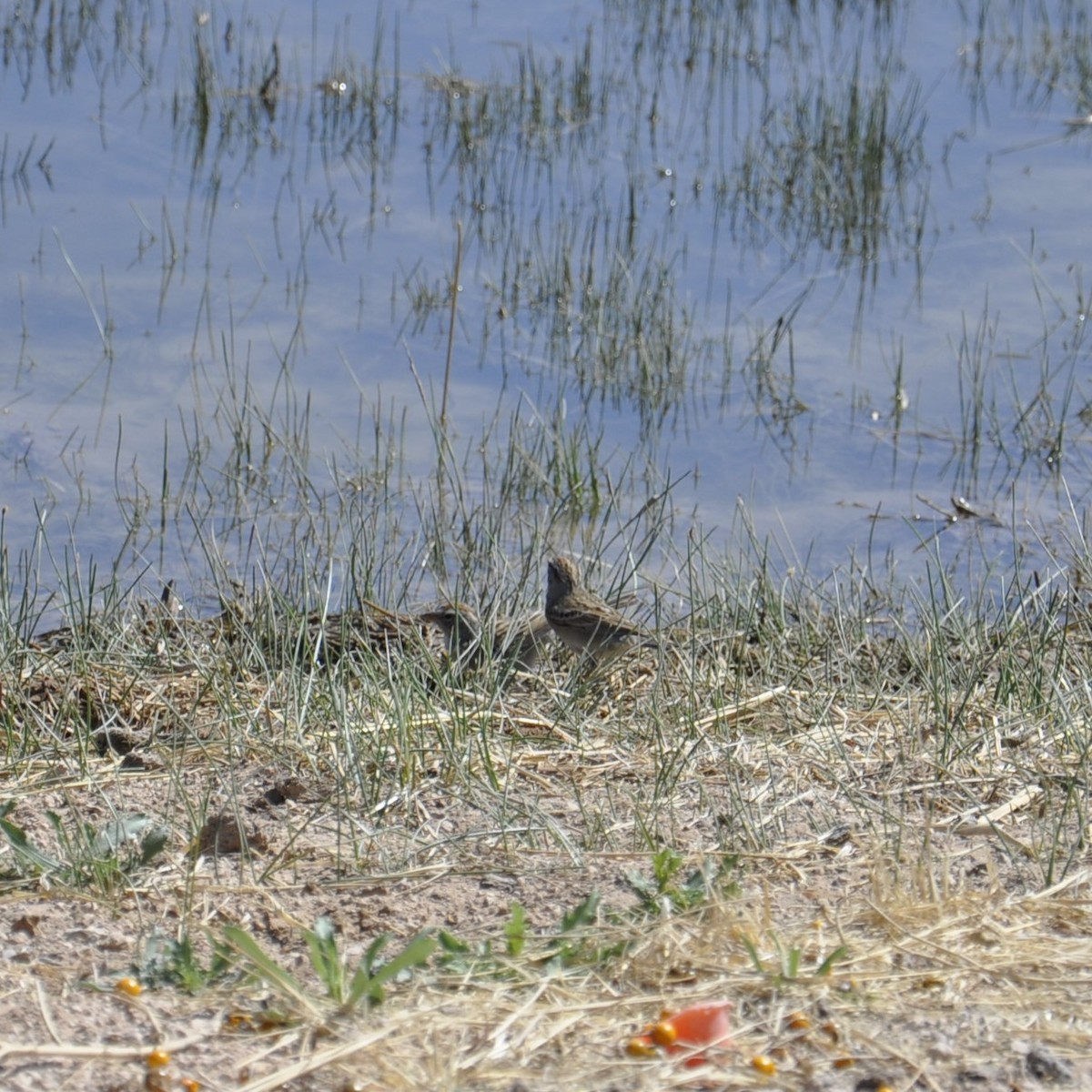 Chipping Sparrow - ML620516155