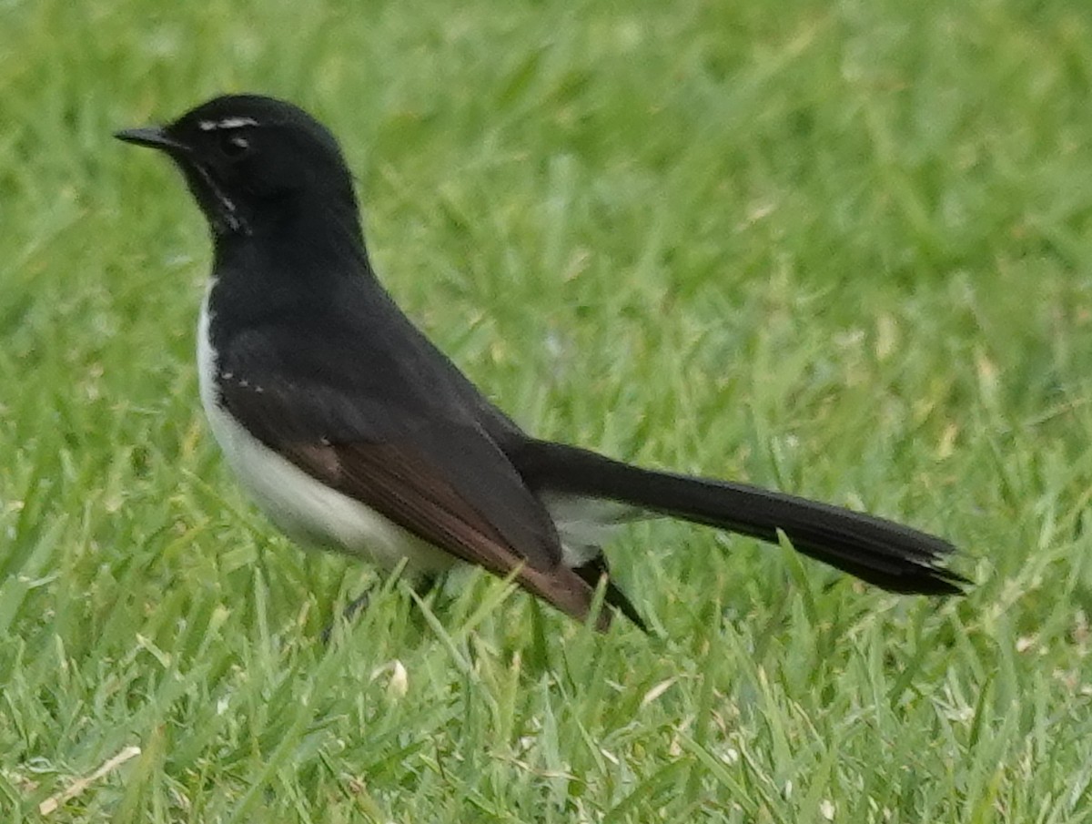 Willie-wagtail - ML620516156