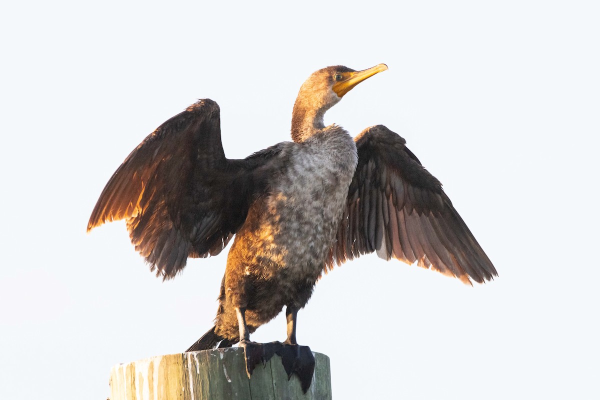 Double-crested Cormorant - Timothy Aarons