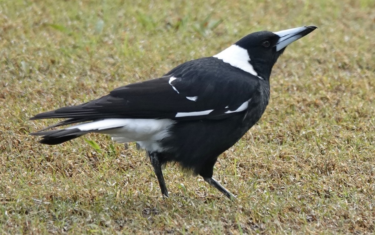 Australian Magpie (Black-backed) - ML620516162