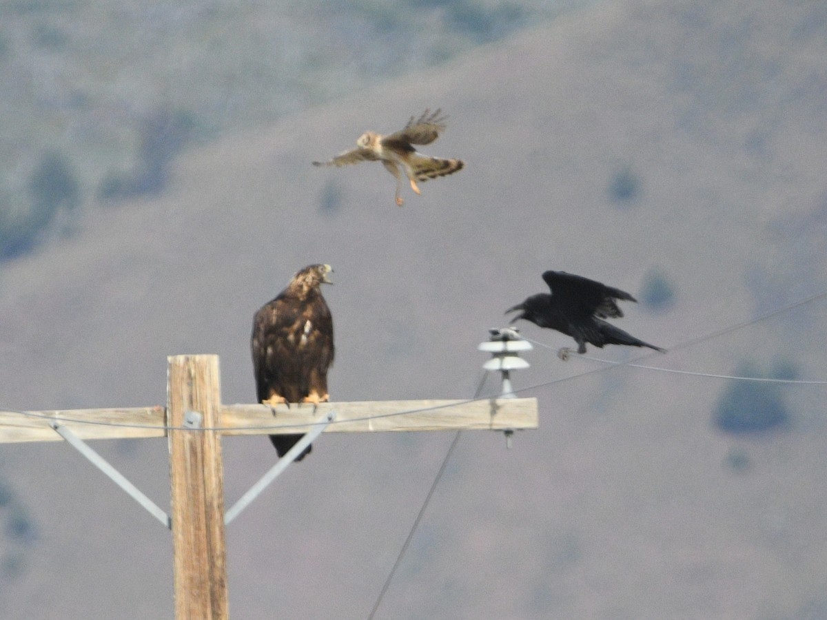 Golden Eagle - Peter Olsoy