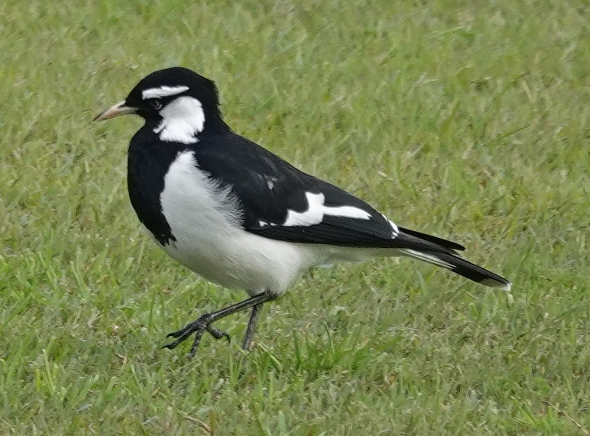 Magpie-lark - ML620516168