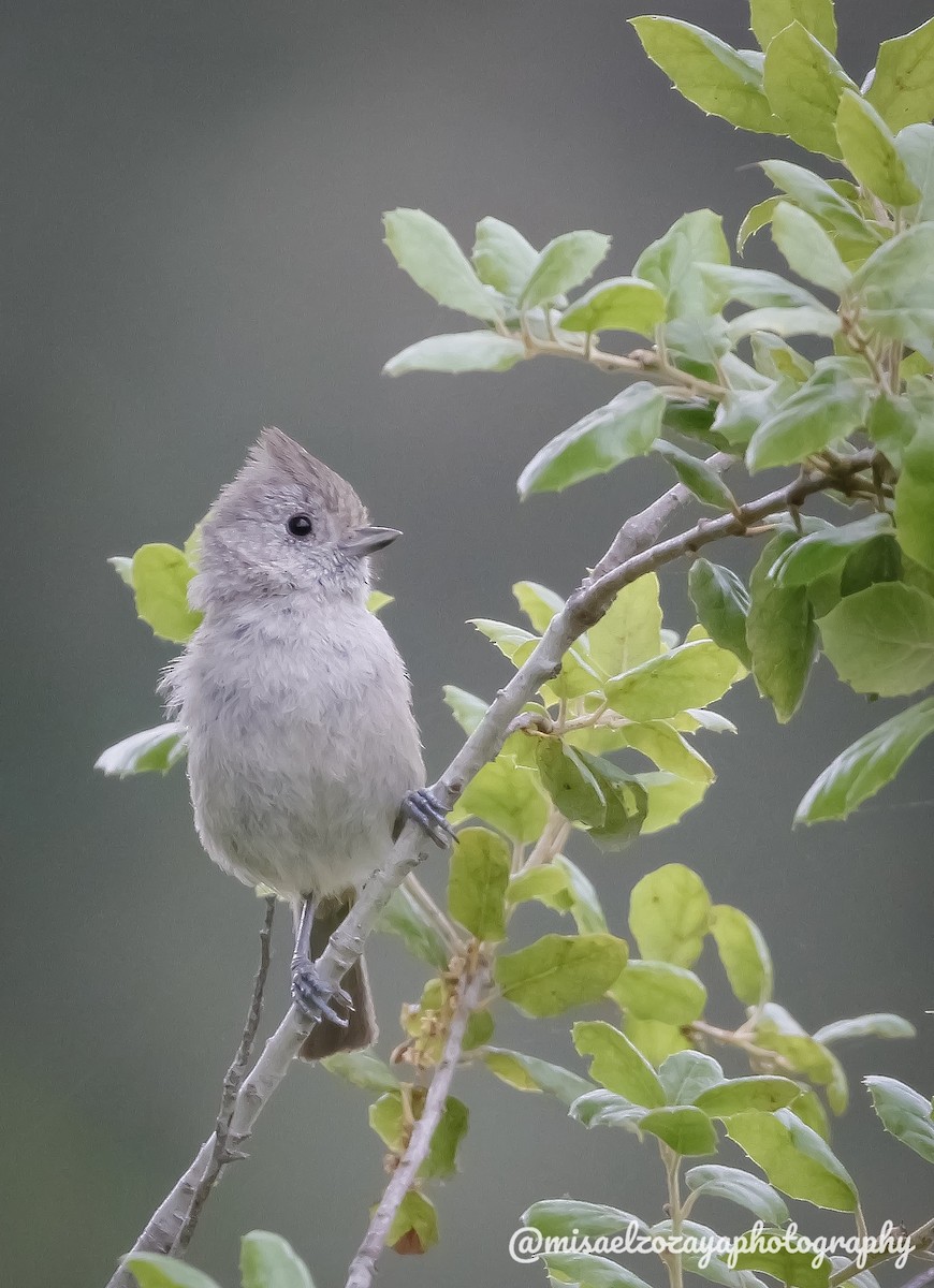 Oak Titmouse - ML620516174