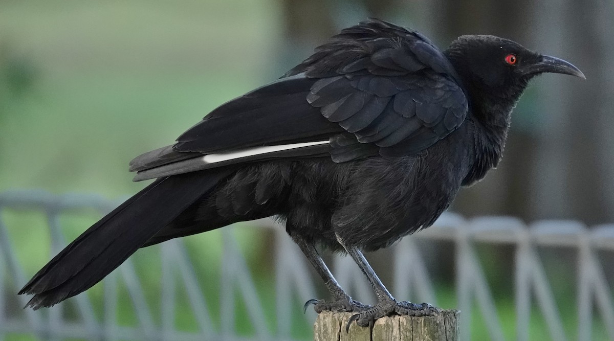 White-winged Chough - ML620516180