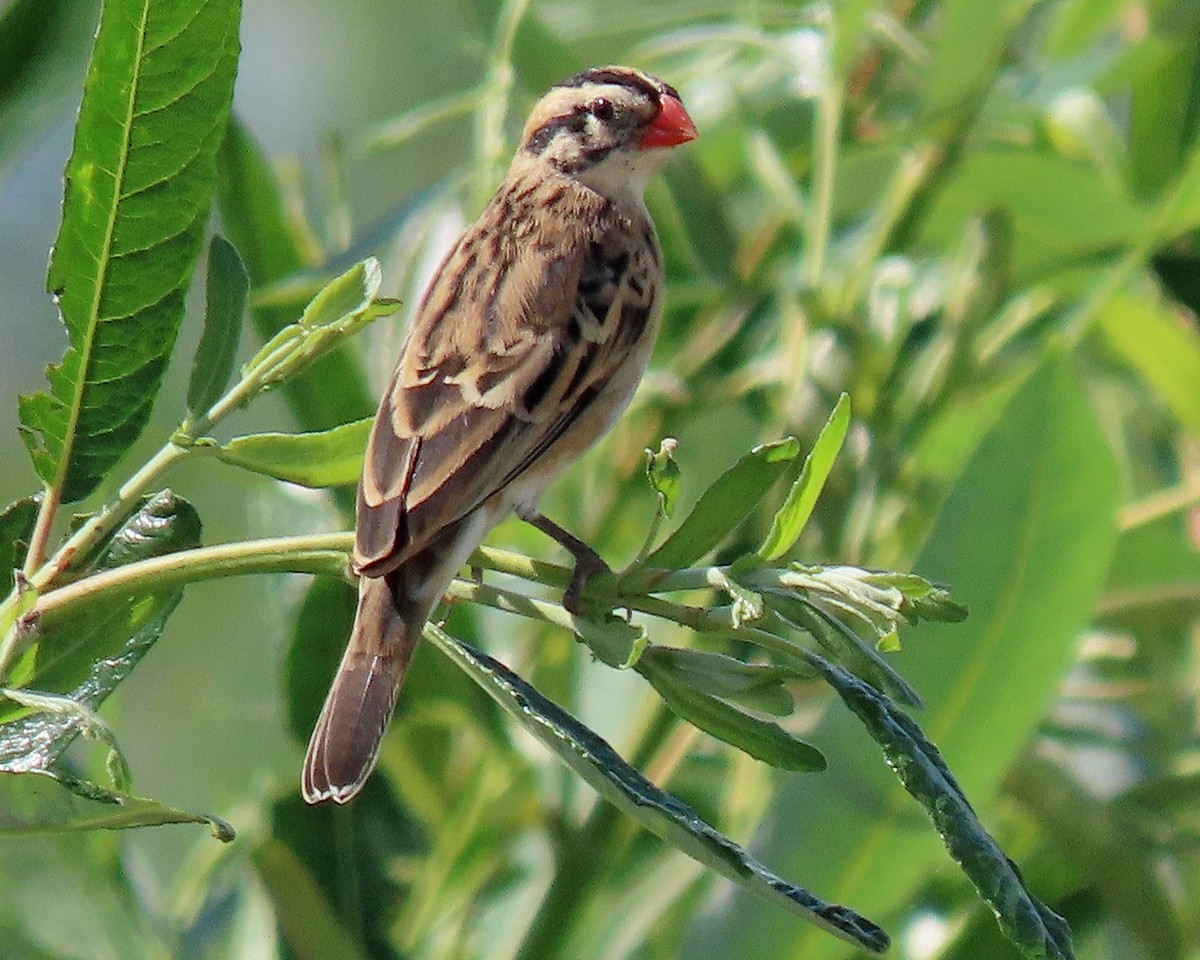 Pin-tailed Whydah - ML620516181