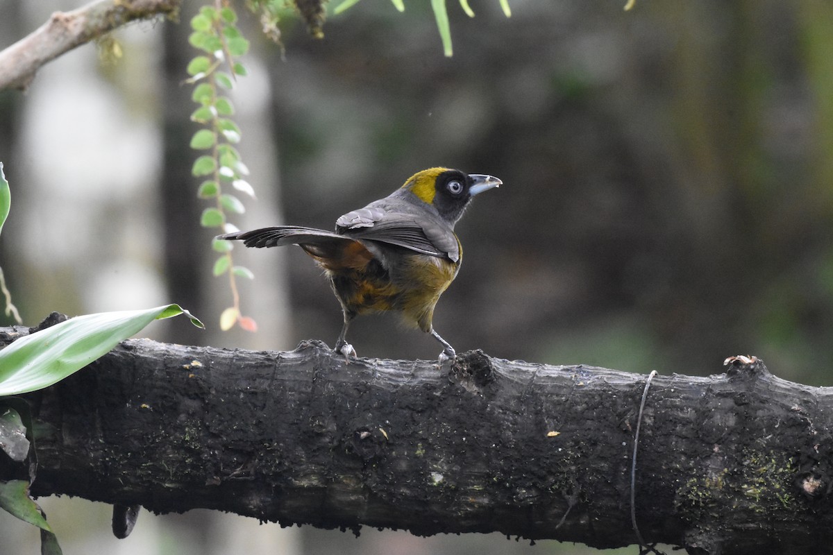 Dusky-faced Tanager - Jerry Davis