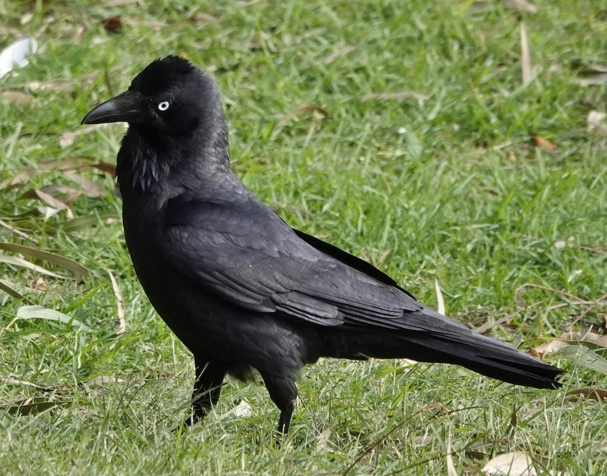 Australian Raven - ML620516186