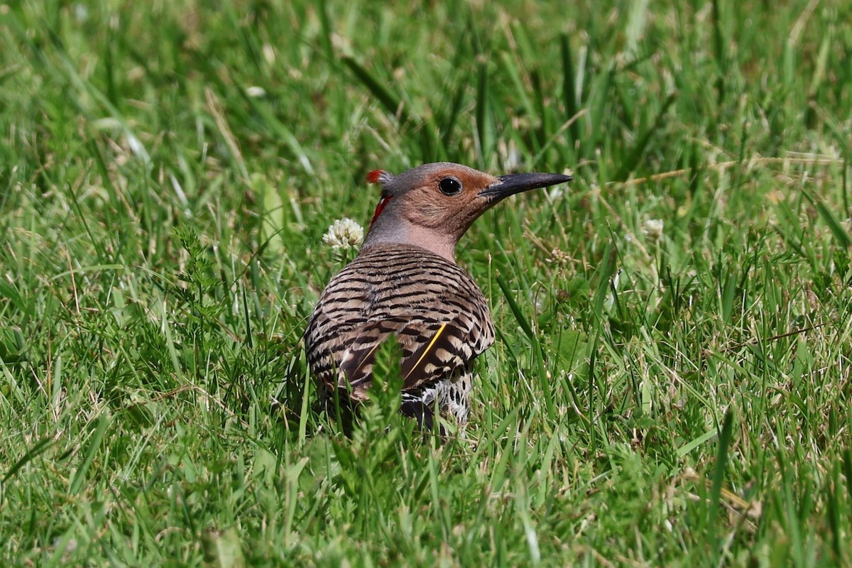 ハシボソキツツキ - ML620516188