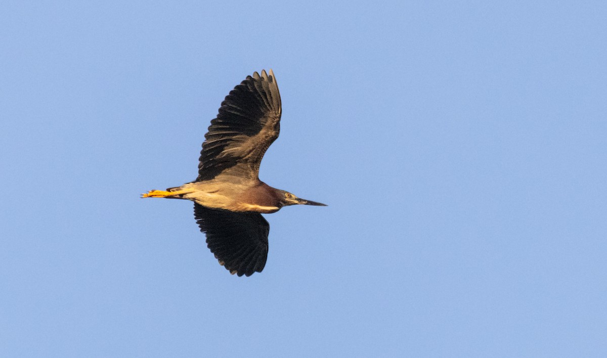 Green Heron - ML620516190