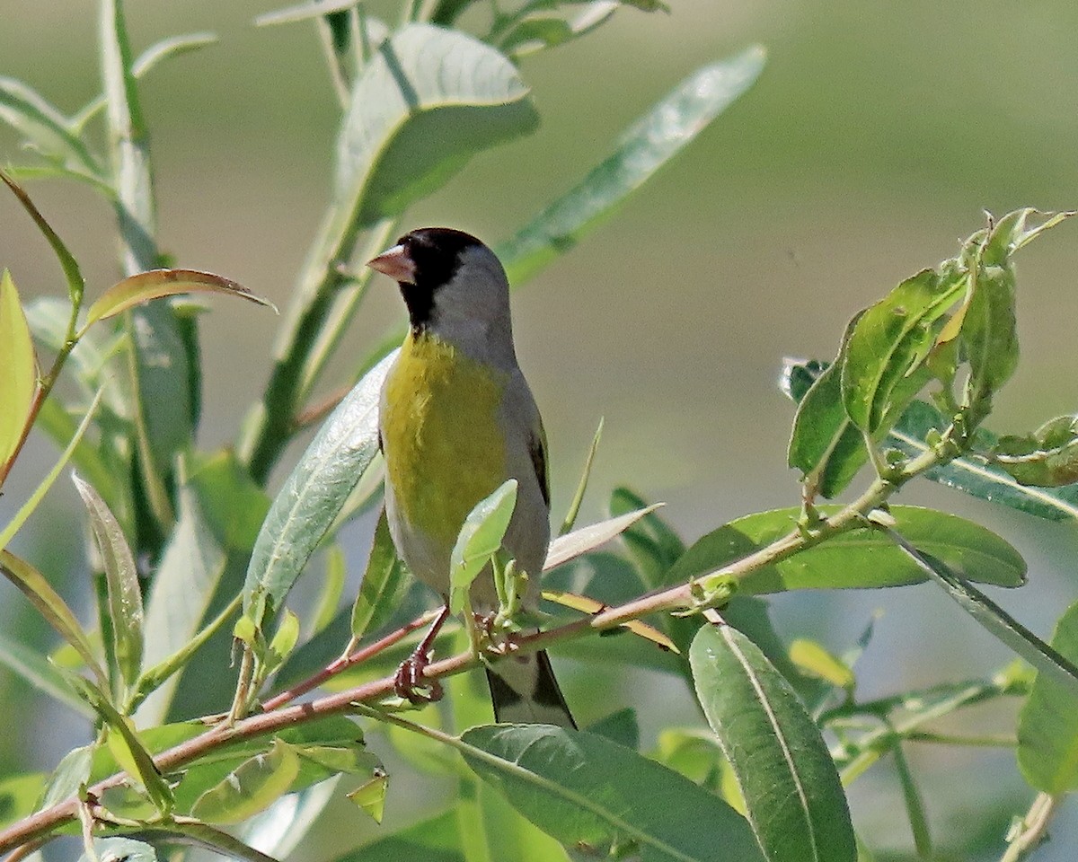 Lawrence's Goldfinch - ML620516192