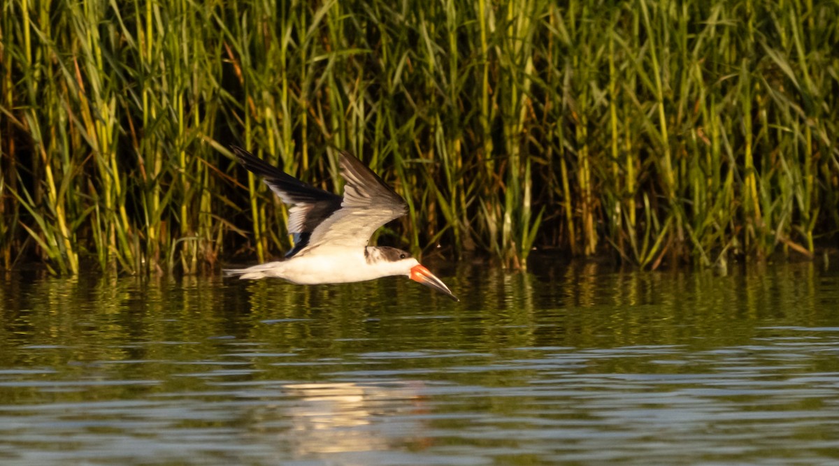 Чёрный водорез - ML620516197