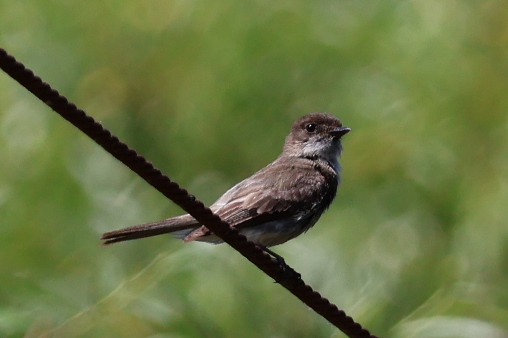 Eastern Phoebe - ML620516198