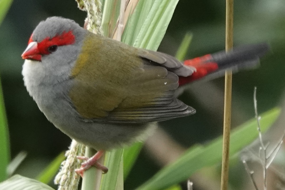 Red-browed Firetail - ML620516199