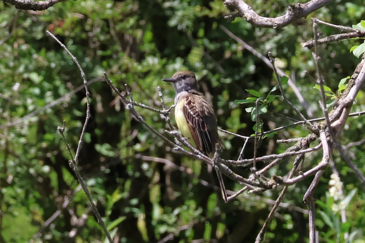 Great Crested Flycatcher - ML620516200