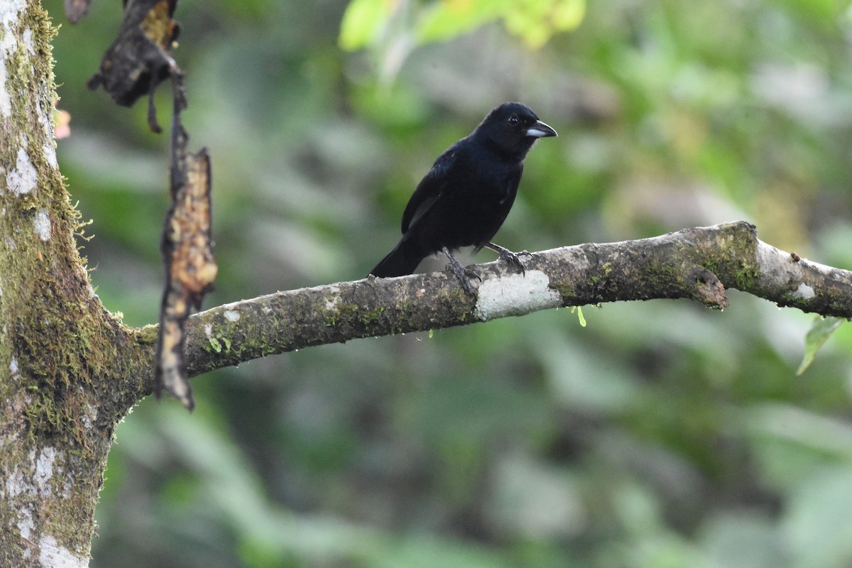 White-lined Tanager - ML620516202