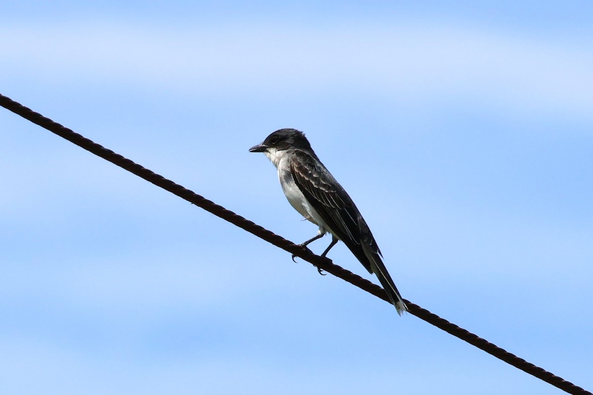 Eastern Kingbird - ML620516205