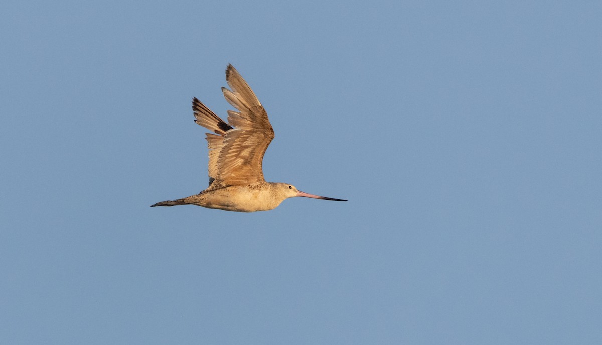 Marbled Godwit - Timothy Aarons