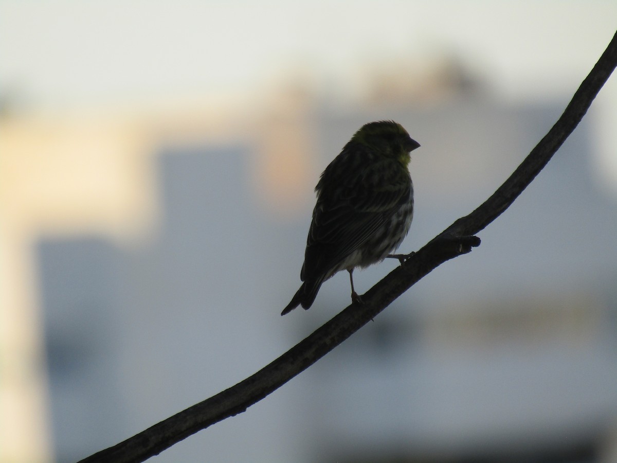 European Serin - Stephen Chang