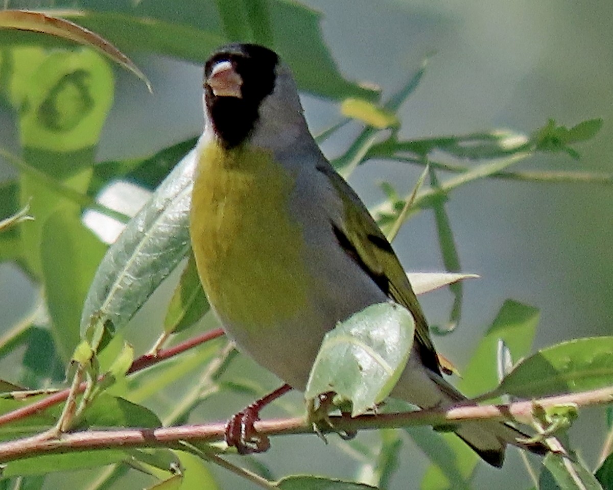 Lawrence's Goldfinch - ML620516209