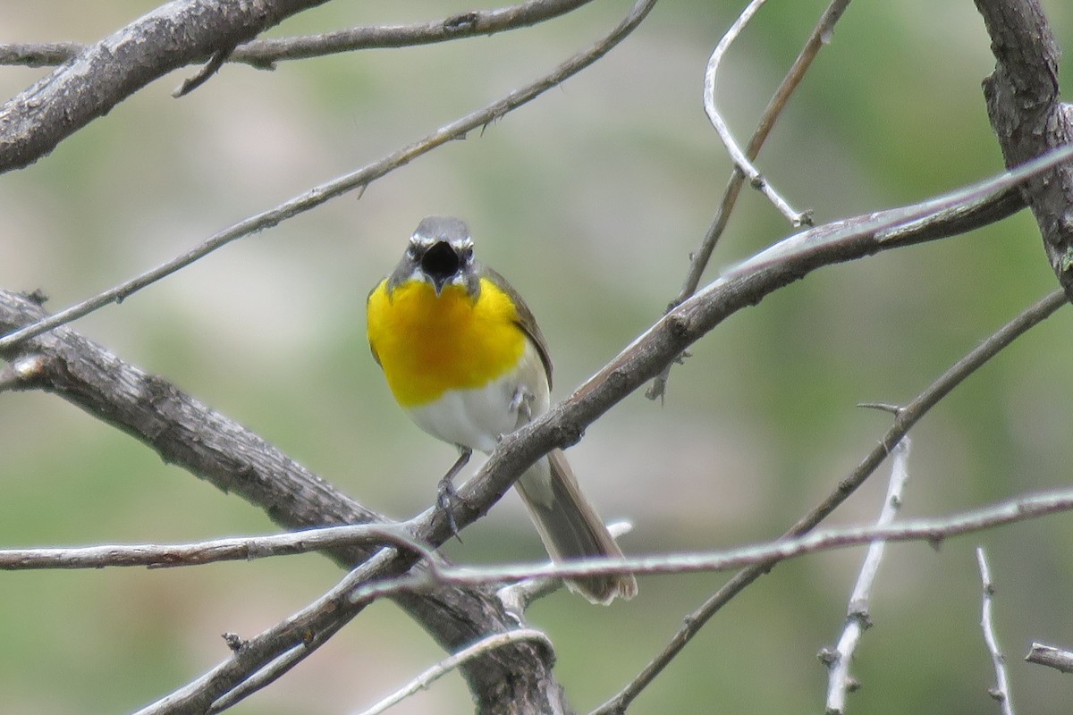 Yellow-breasted Chat - ML620516210