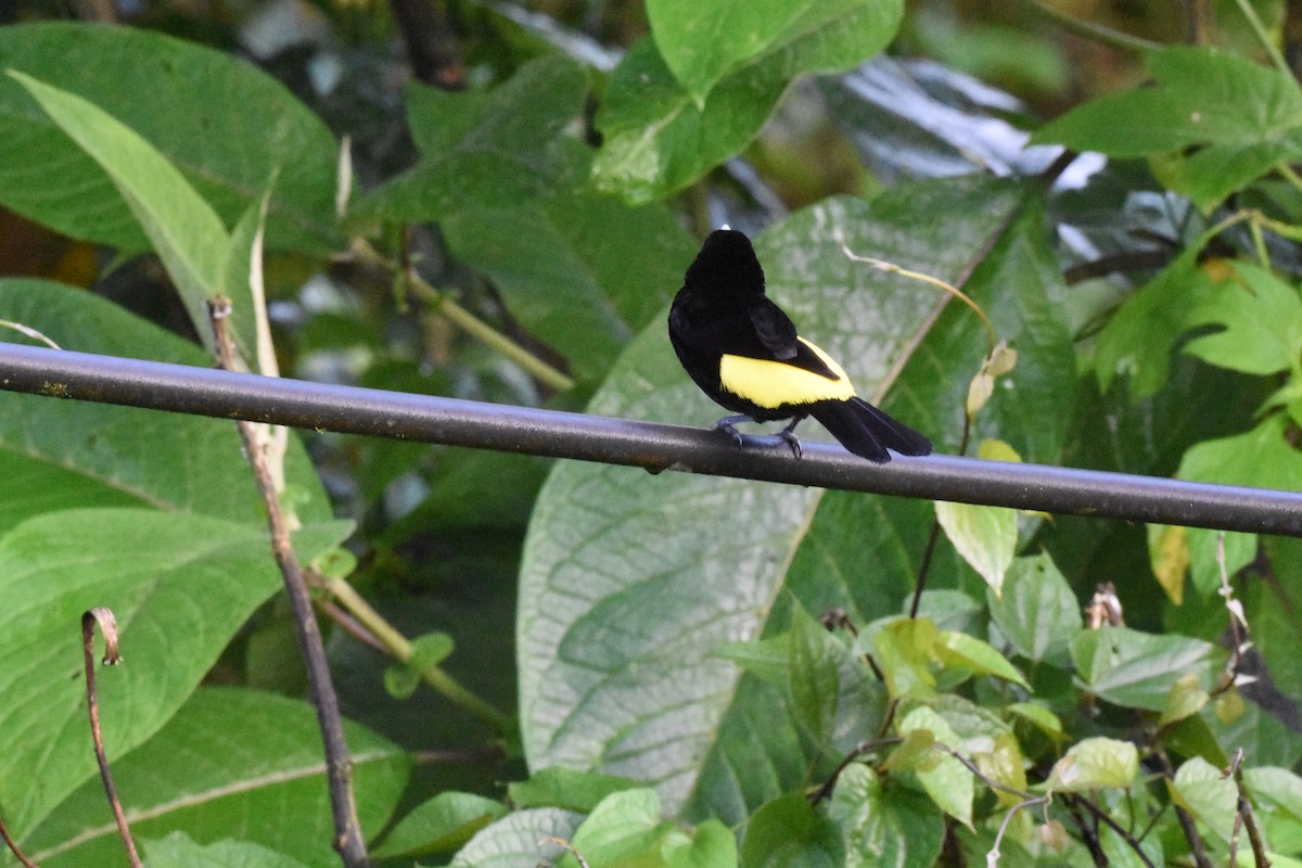 Flame-rumped Tanager - ML620516215