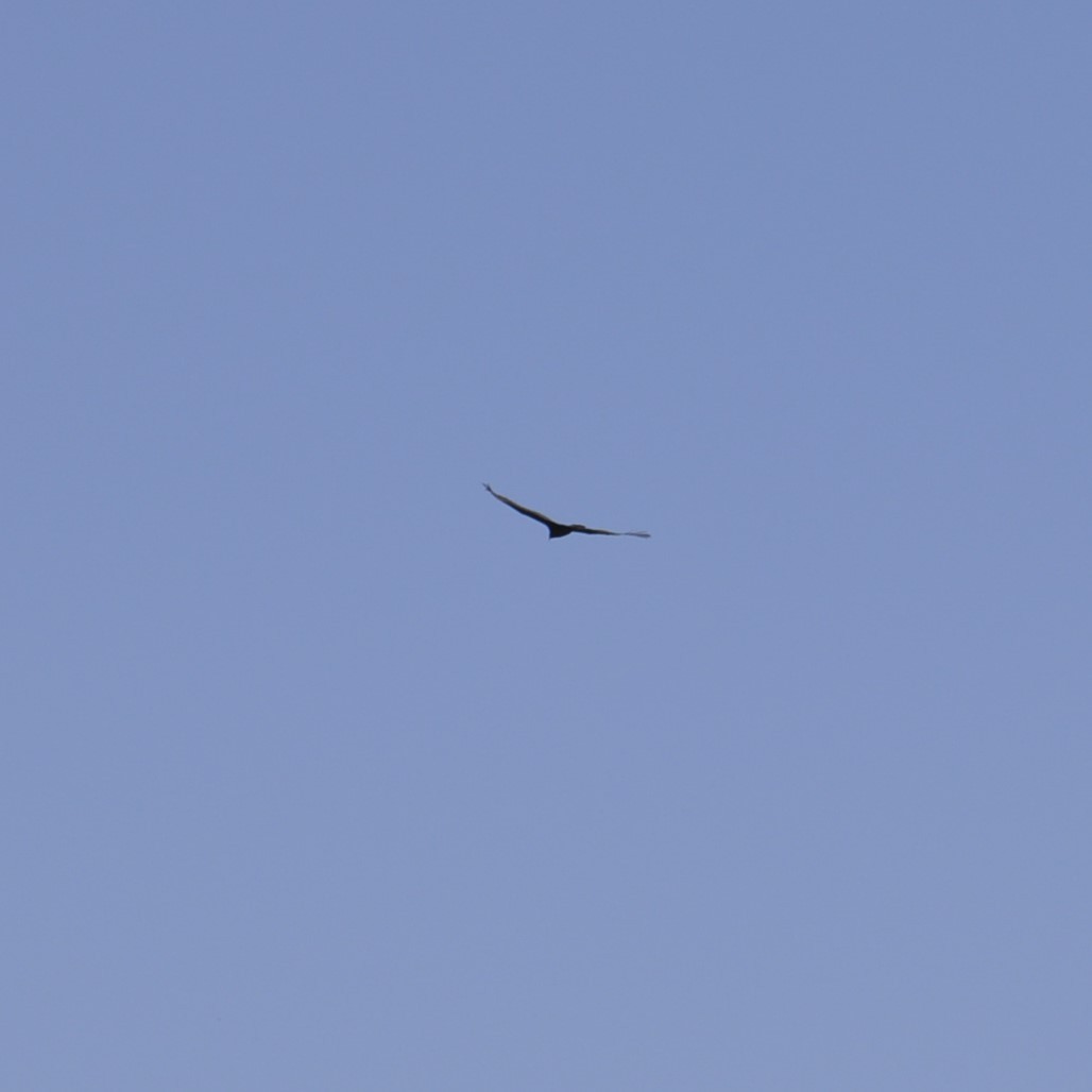 Turkey Vulture - ML620516222