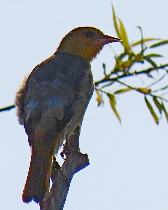 Bullock's Oriole - ML620516225