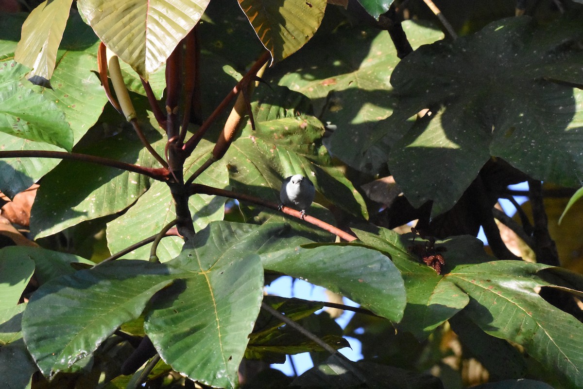 Blue-gray Tanager - ML620516232