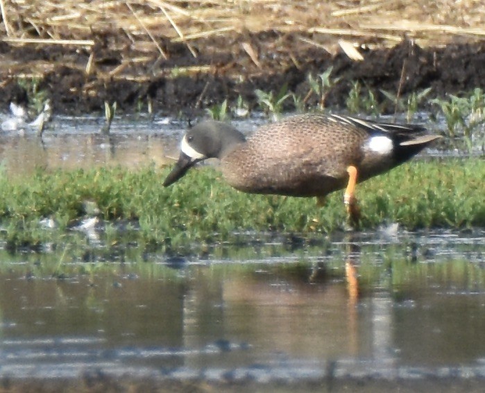 Blue-winged Teal - ML620516233