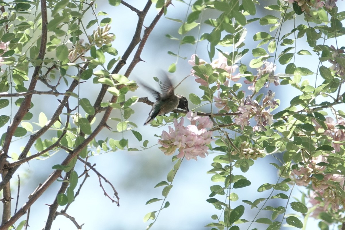 Broad-tailed Hummingbird - ML620516234
