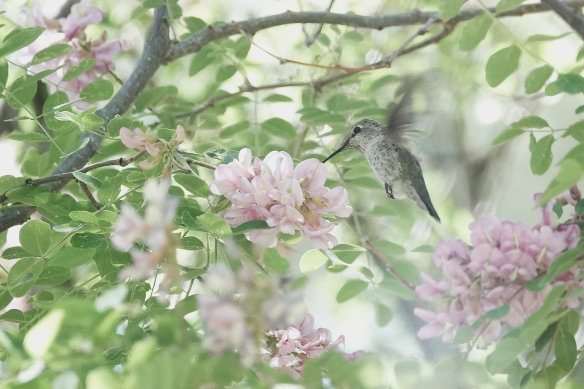 Broad-tailed Hummingbird - ML620516235