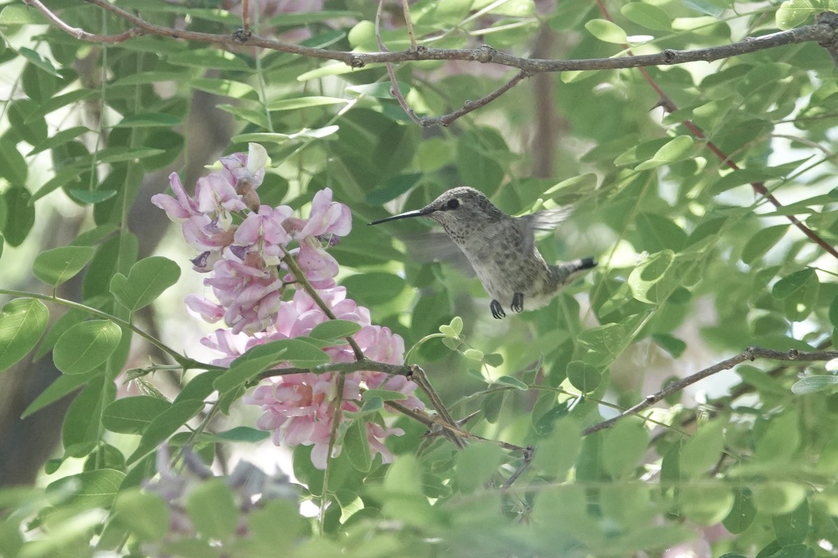Broad-tailed Hummingbird - ML620516236