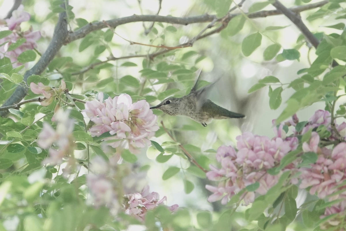 Broad-tailed Hummingbird - ML620516237