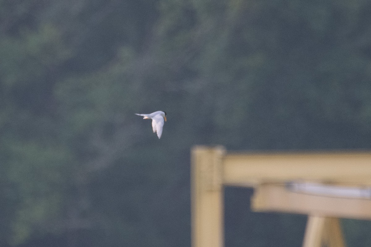 Least Tern - ML620516240