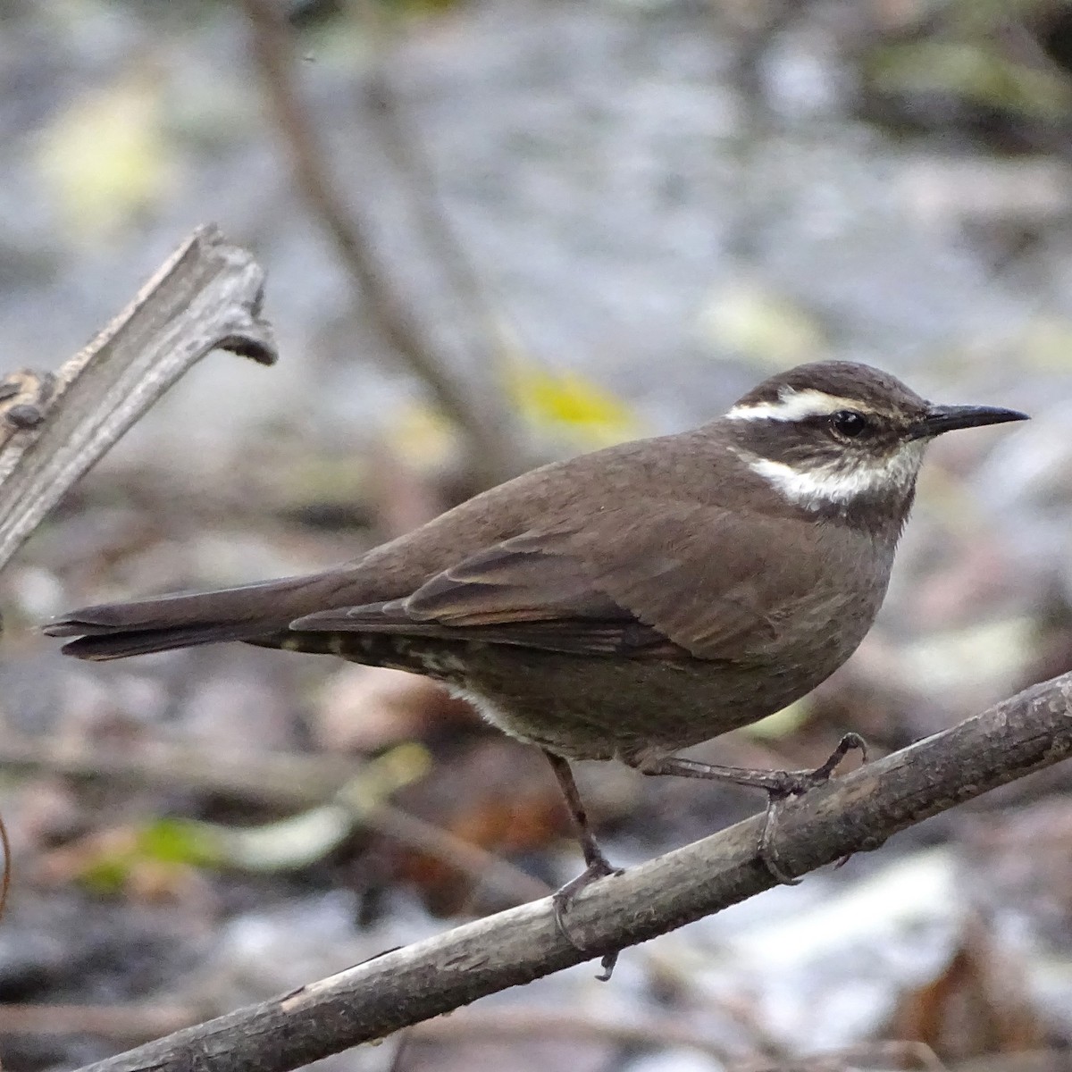 Dark-bellied Cinclodes - ML620516244