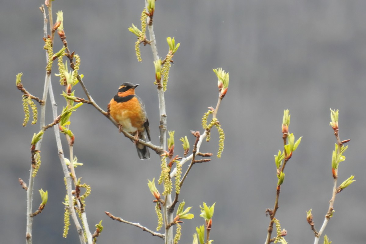 Varied Thrush - ML620516246