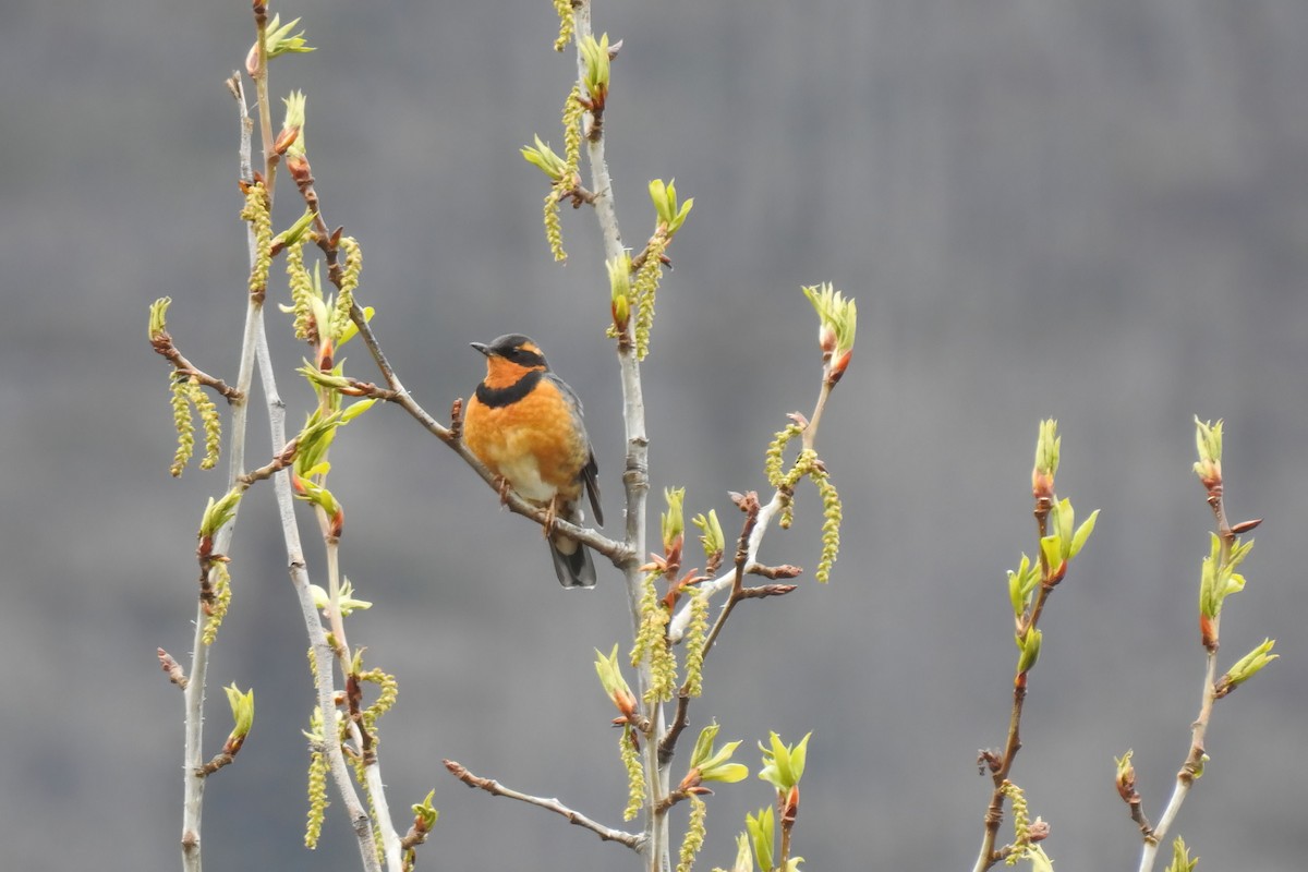 Varied Thrush - ML620516247