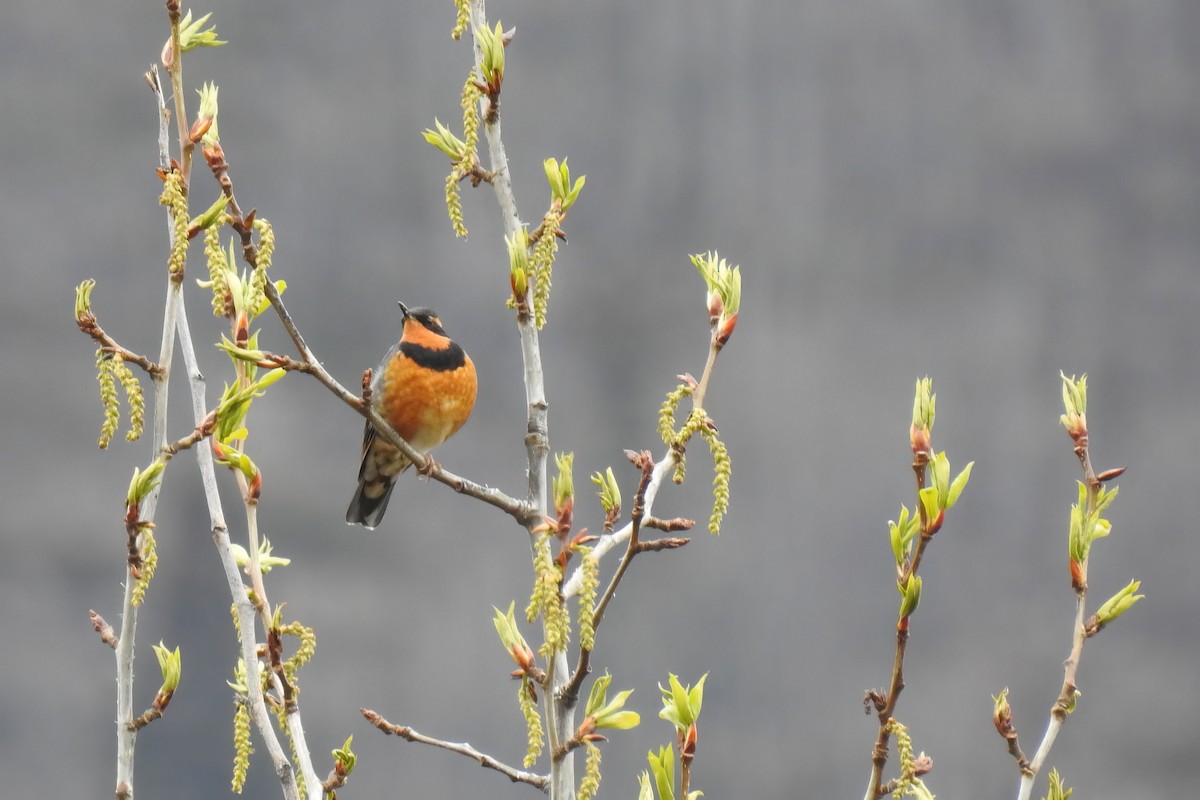 Varied Thrush - ML620516248