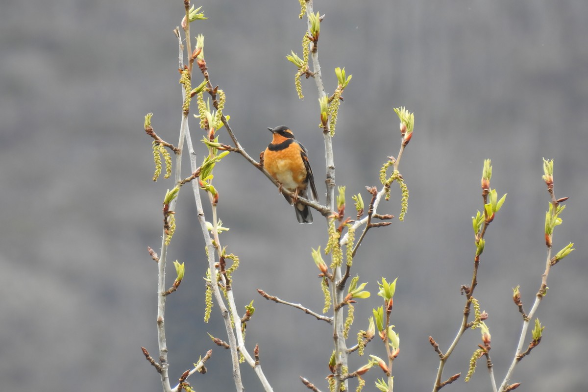 Varied Thrush - ML620516249