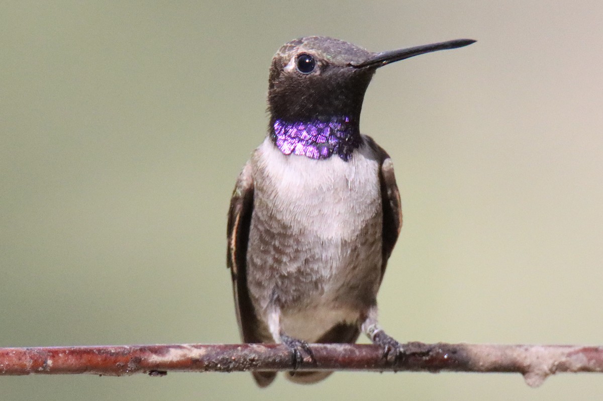 Black-chinned Hummingbird - ML620516251