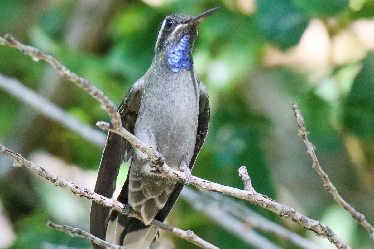 Colibrí Gorjiazul - ML620516256