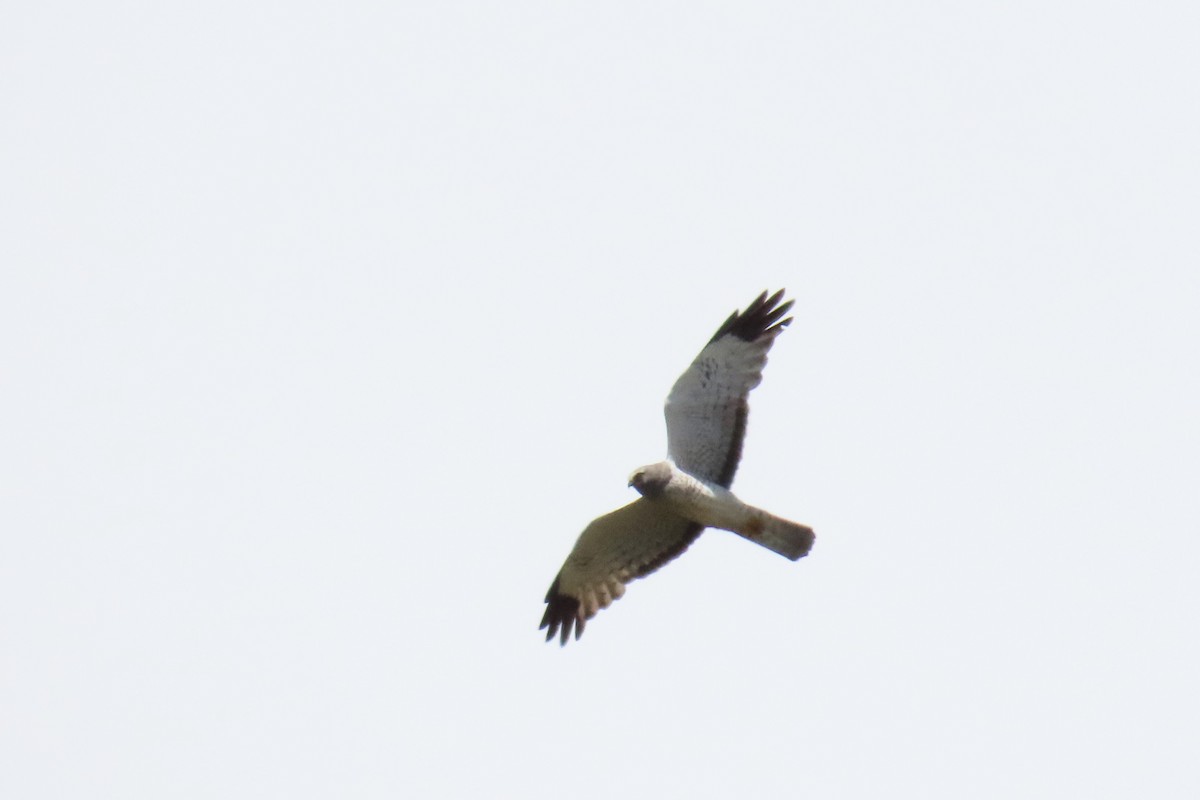 Northern Harrier - ML620516258