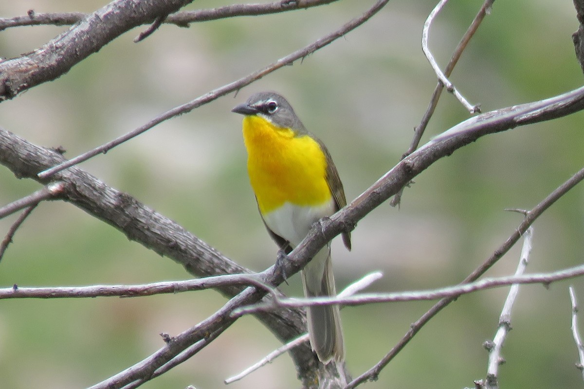 Yellow-breasted Chat - ML620516263